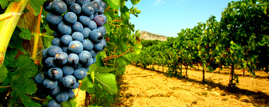 Вино Monte da Pimenta, vinho regional Alentejano