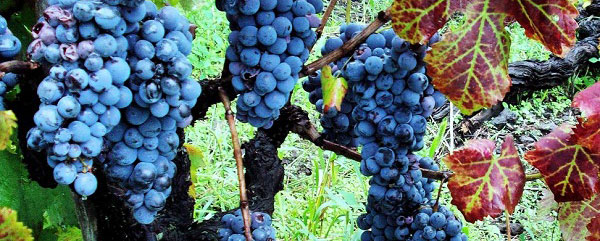Звенящее вино Arpeggio Nerello Mascalese IGT Terre Siciliane 2014